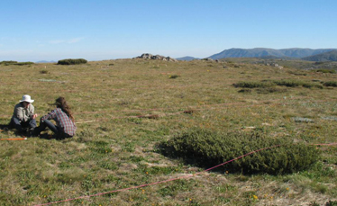 NutNet sites Yvonne has worked on in Australia - BHP Nutnet site biomass 